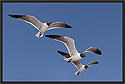 Laughing Gulls 1608